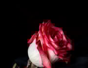 7E17A337, 4E88 40E0 85F7 F5C0520FC5221